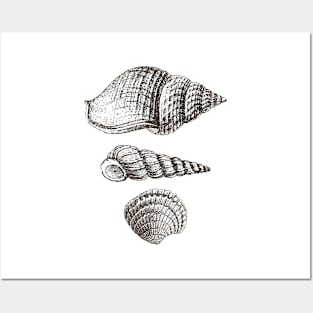 Shell - Sea Shells Vintage Image Posters and Art